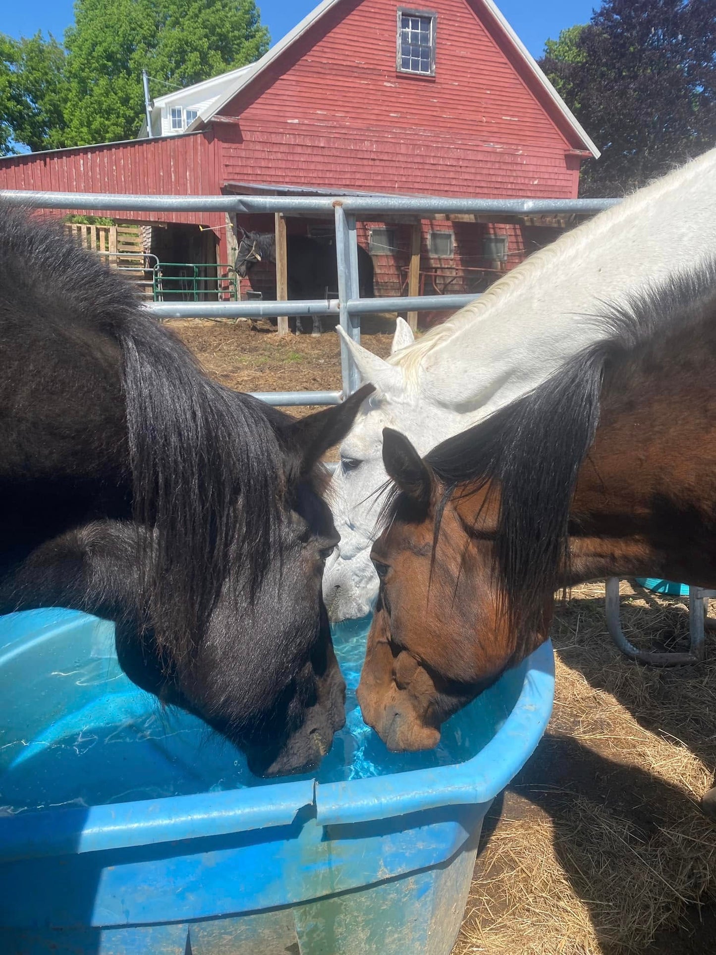 Horse Island Day Camp