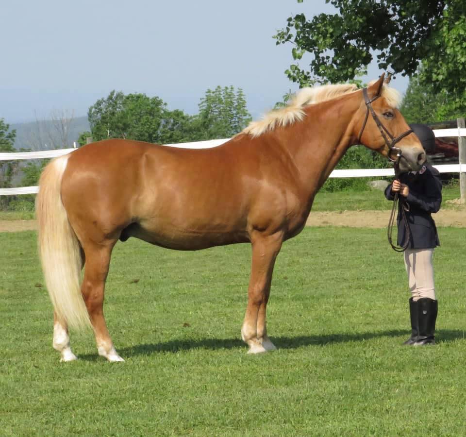 Hillcrest Stables, LLC