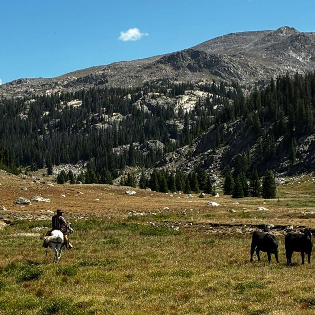 Cross Country Equine