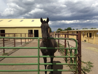 
                      
                        High Desert Equestrian Center - Idaho
                      
                    