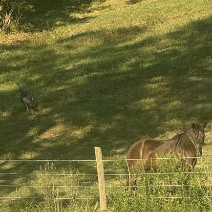 Circle L Campsites and Stables