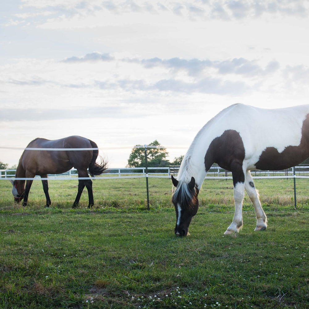 Victory Reigns Ranch Horse Hotel