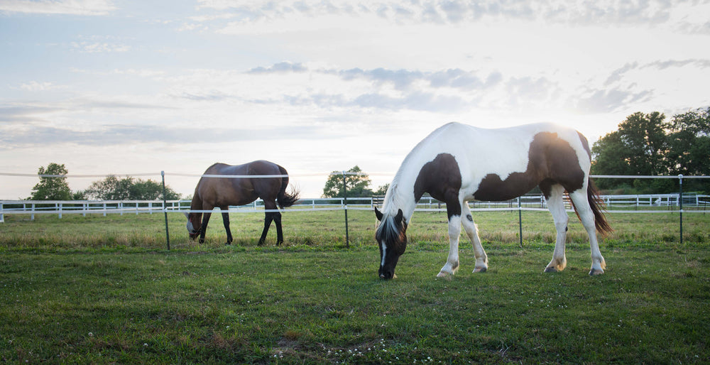 Victory Reigns Ranch Horse Hotel