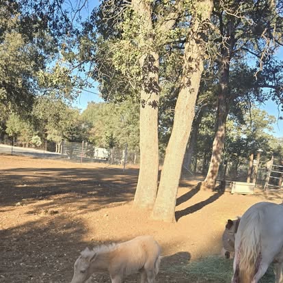 
                      
                        Cascade Mountain View Ranch
                      
                    