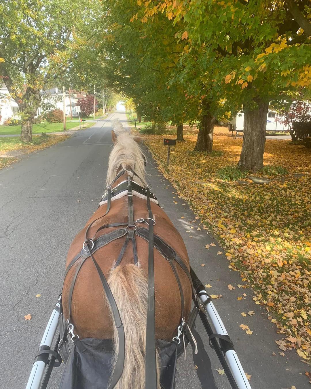Happy Trails Riding