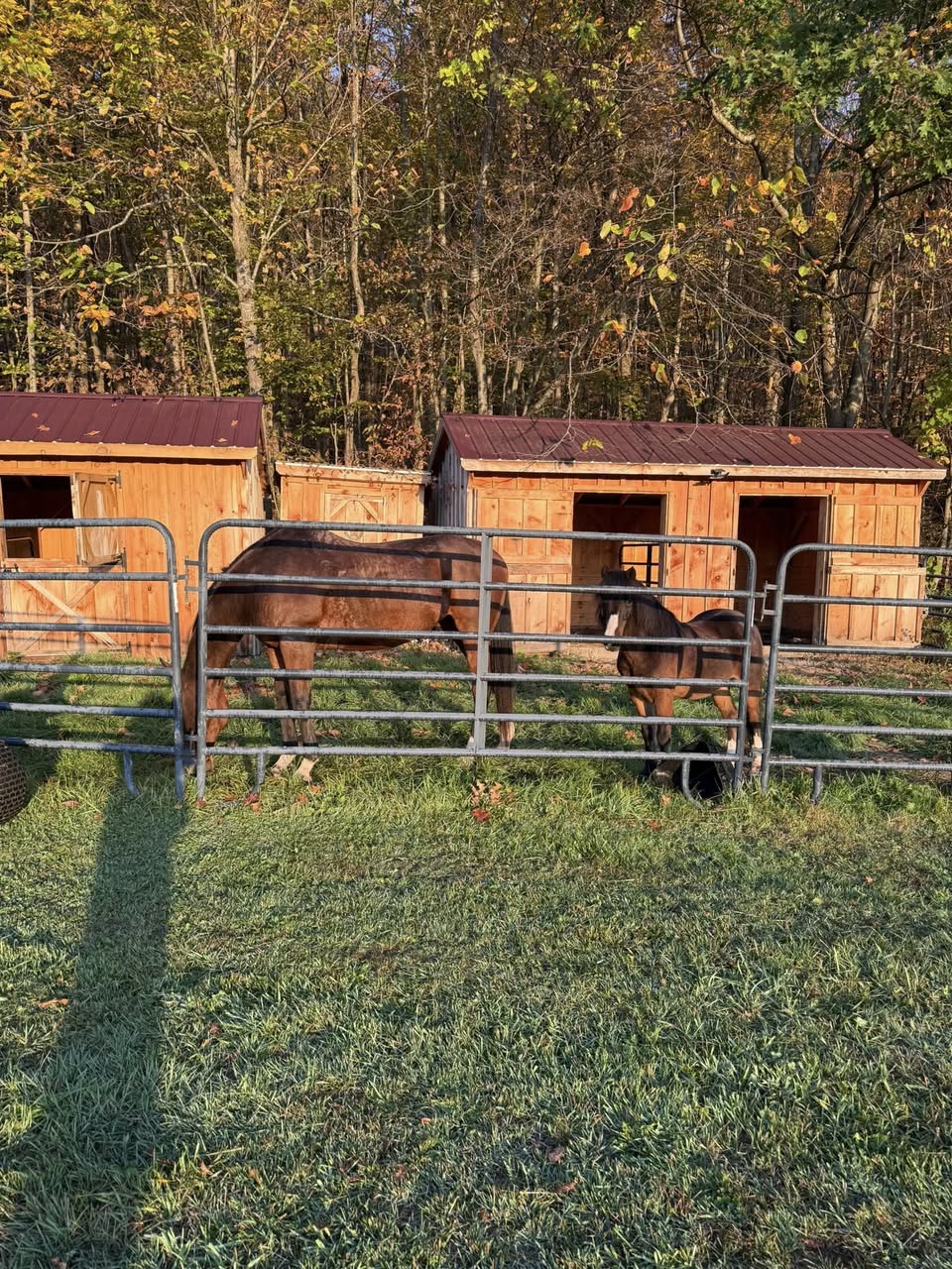 Barb's Horse Camp