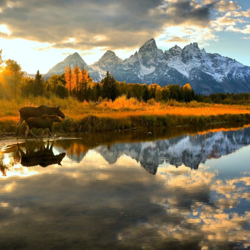 
                      
                        Valar Horse Facility
                      
                    