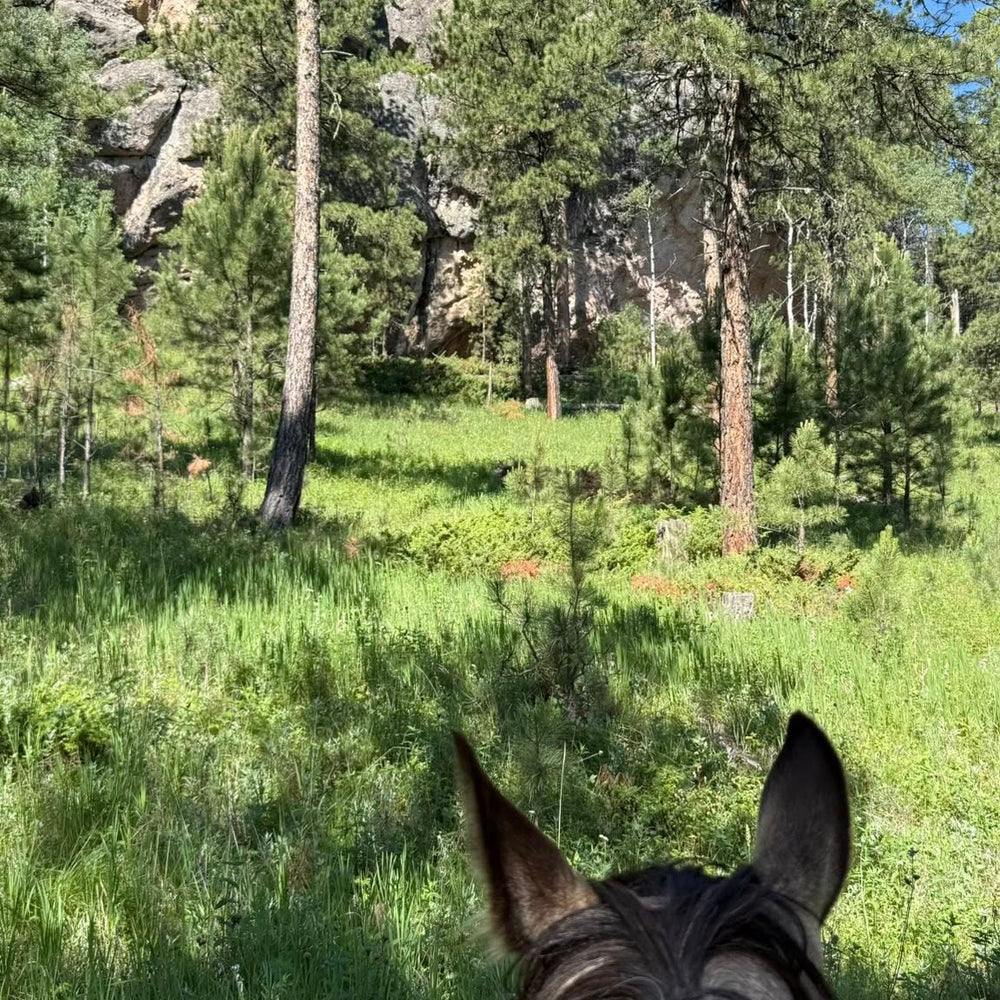 
                      
                        Aspen Meadow Ranch Horse Camp
                      
                    