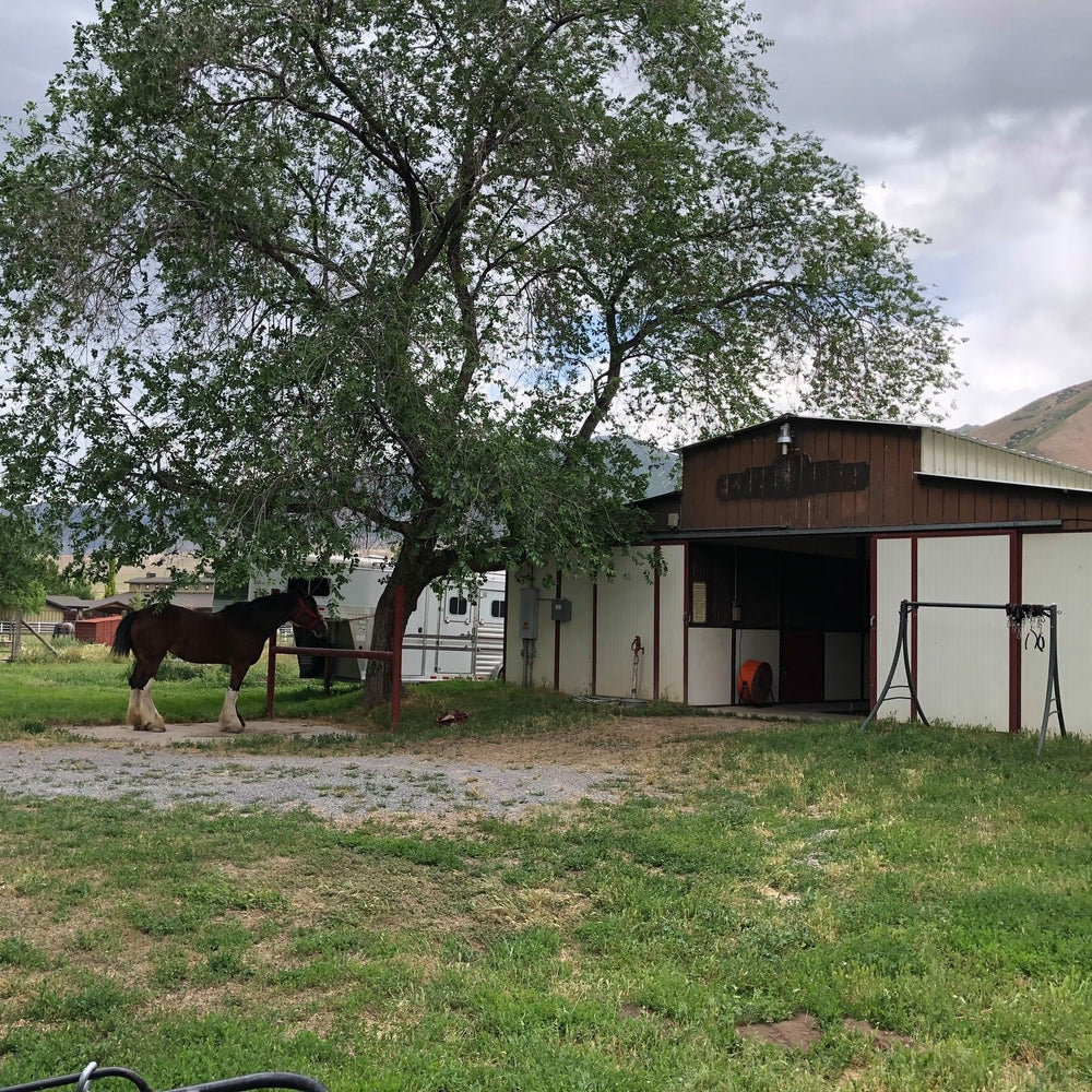 
                      
                        Flying M Clydesdales
                      
                    