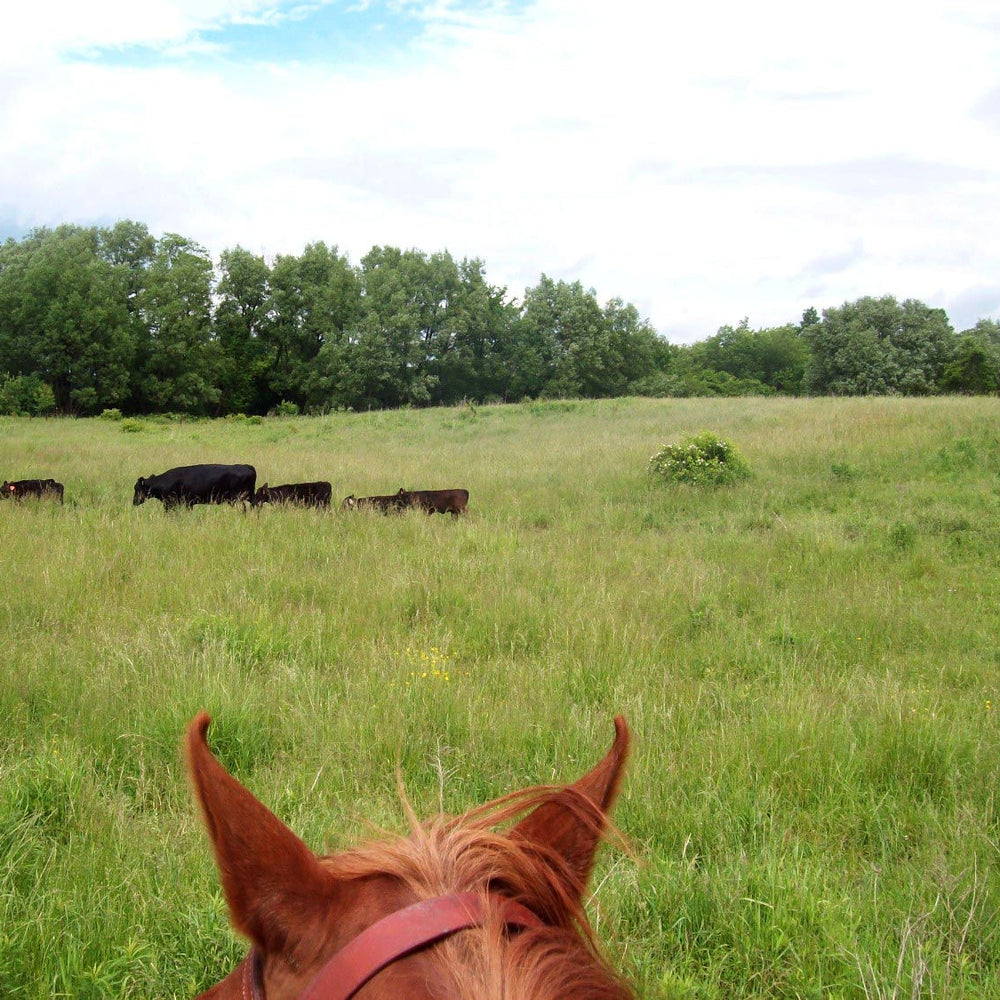 
                      
                        D&K Ranch
                      
                    