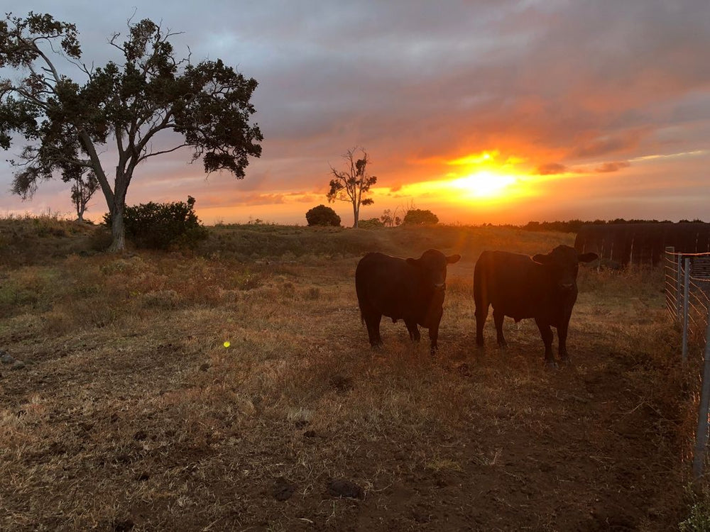 Ho'omau Ranch