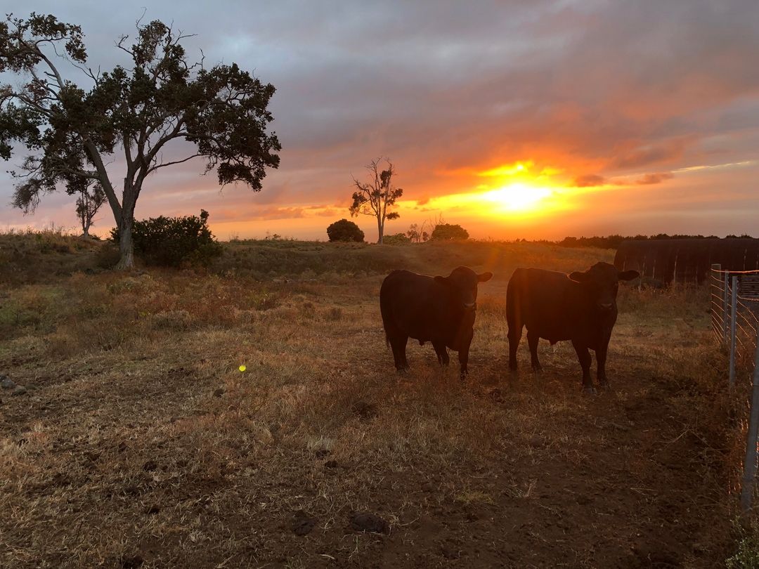 Ho'omau Ranch