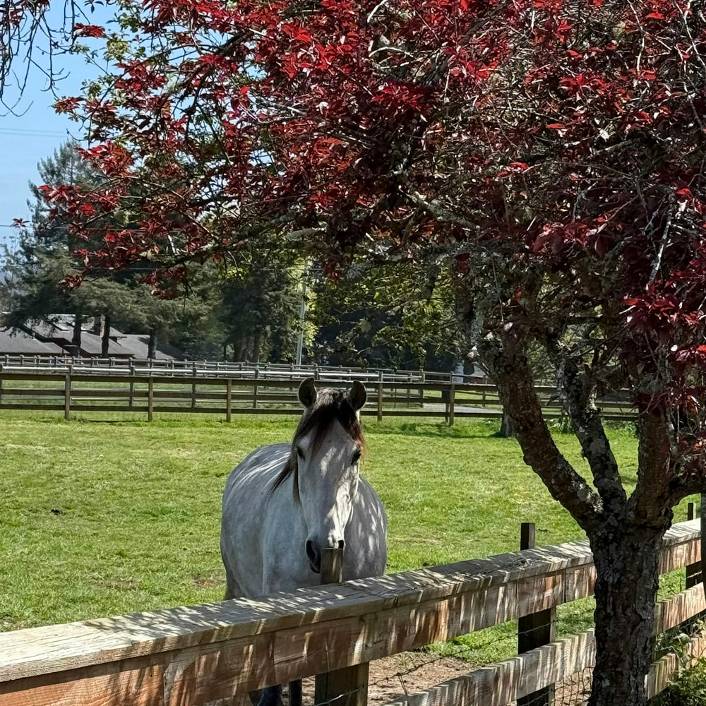 Fogline Ridge Ranch