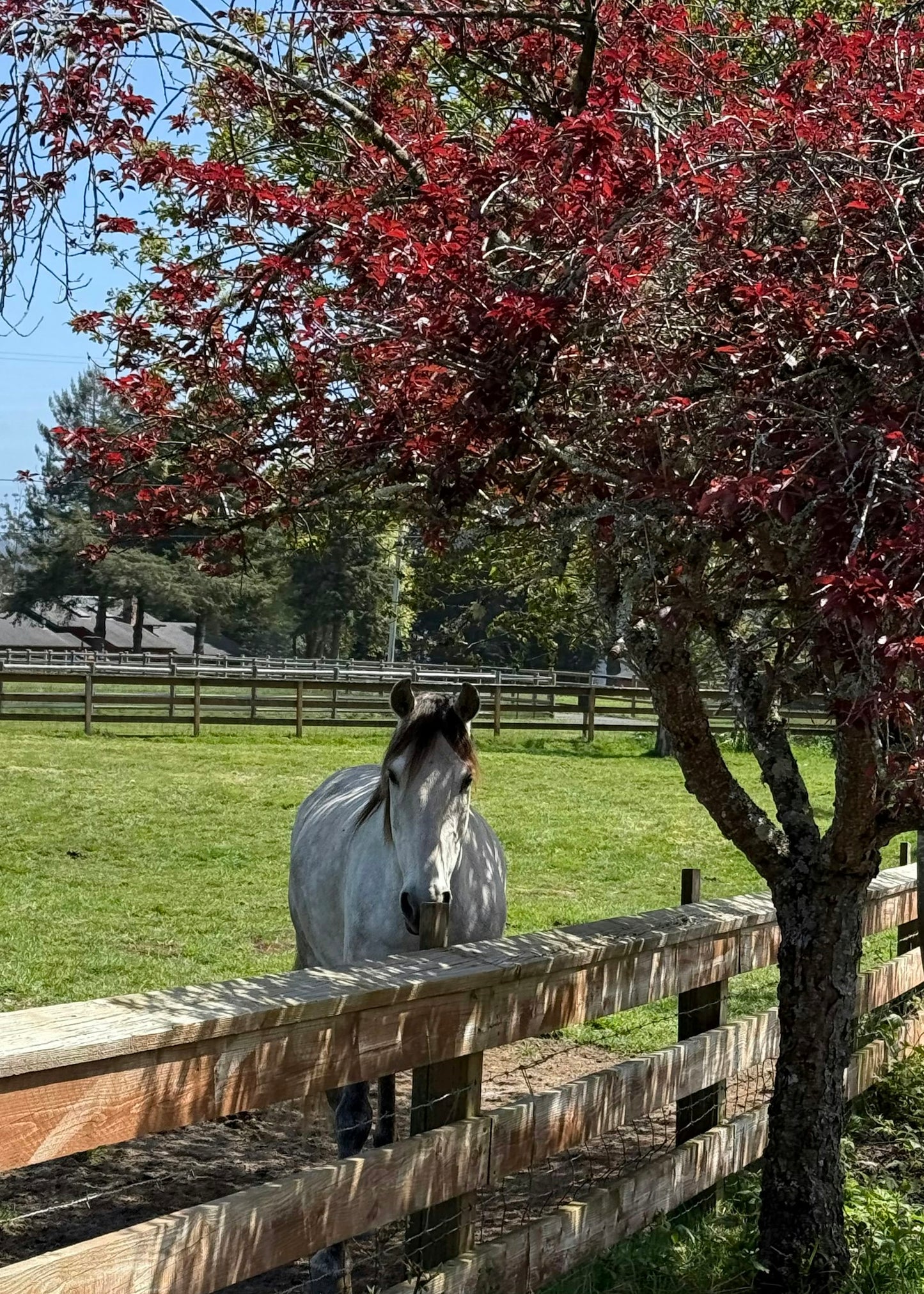 Fogline Ridge Ranch