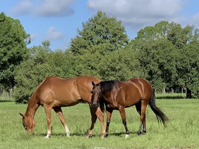 
                      
                        Saddle Up Stables LLC
                      
                    