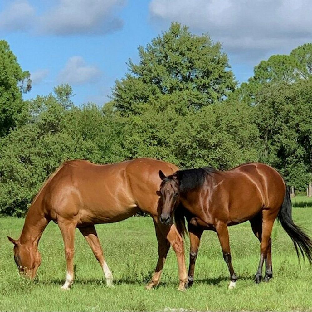 
                      
                        Saddle Up Stables LLC FLORIDA
                      
                    