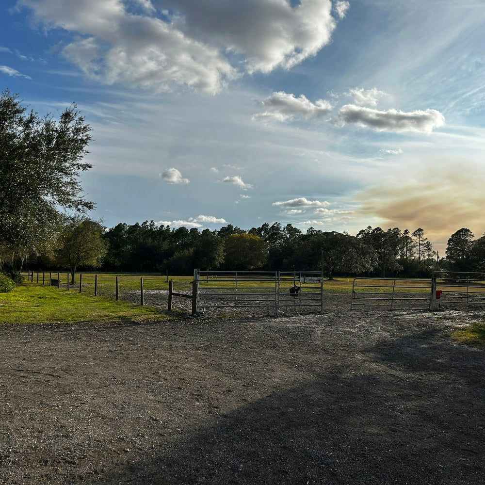 
                      
                        Saddle Up Stables LLC FLORIDA
                      
                    