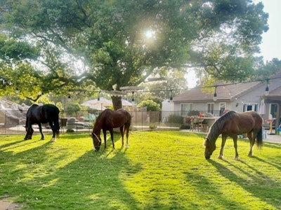 Fig Tree Ranch