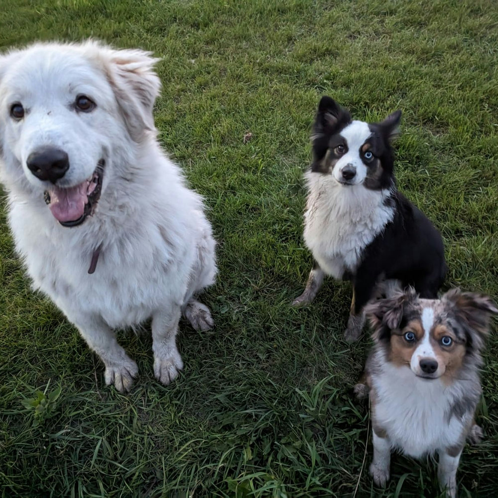 
                      
                        Yahweh Ranch and Arena
                      
                    