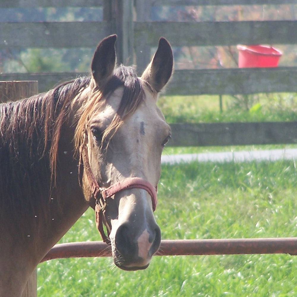 
                      
                        GREEN RIVER STABLES - KY
                      
                    