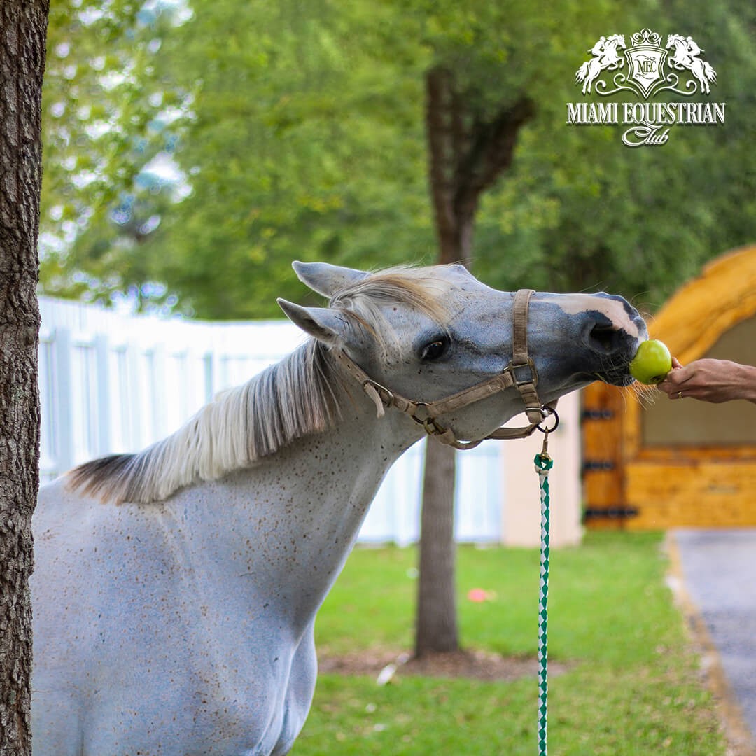 Miami Equestrian Club