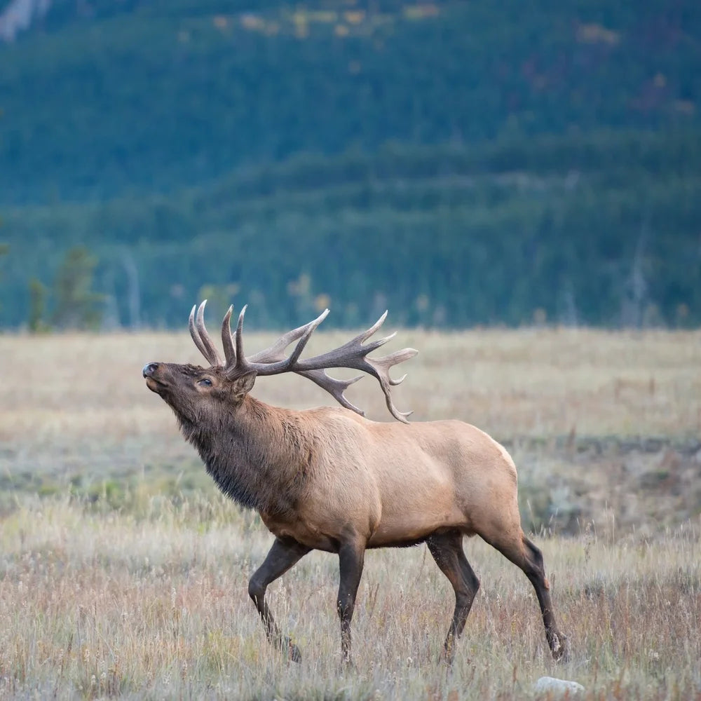 Capitol Peak Outfitters
