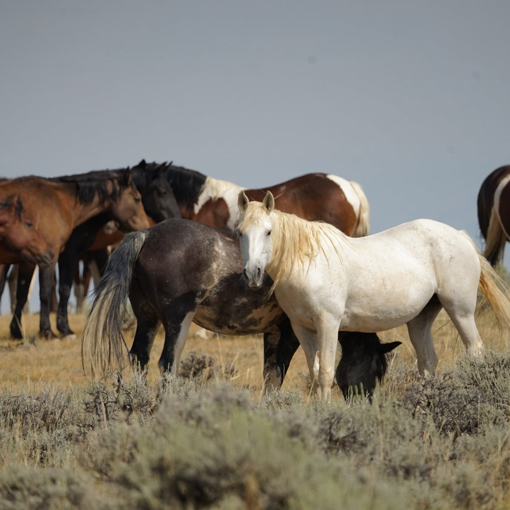 Cody Wild Mustang Tours: Red Canyon Wild Mustang Tour