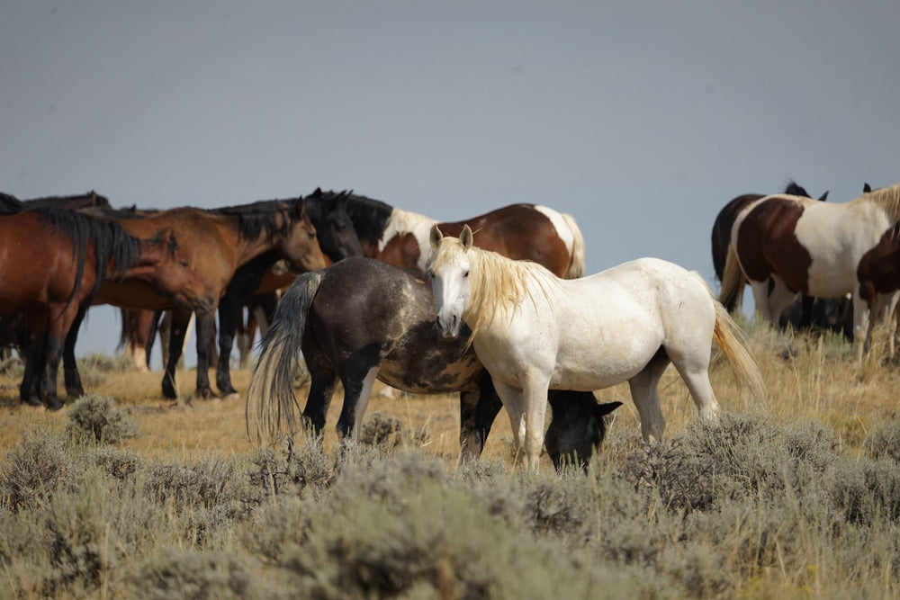Cody Wild Mustang Tours: Red Canyon Wild Mustang Tour