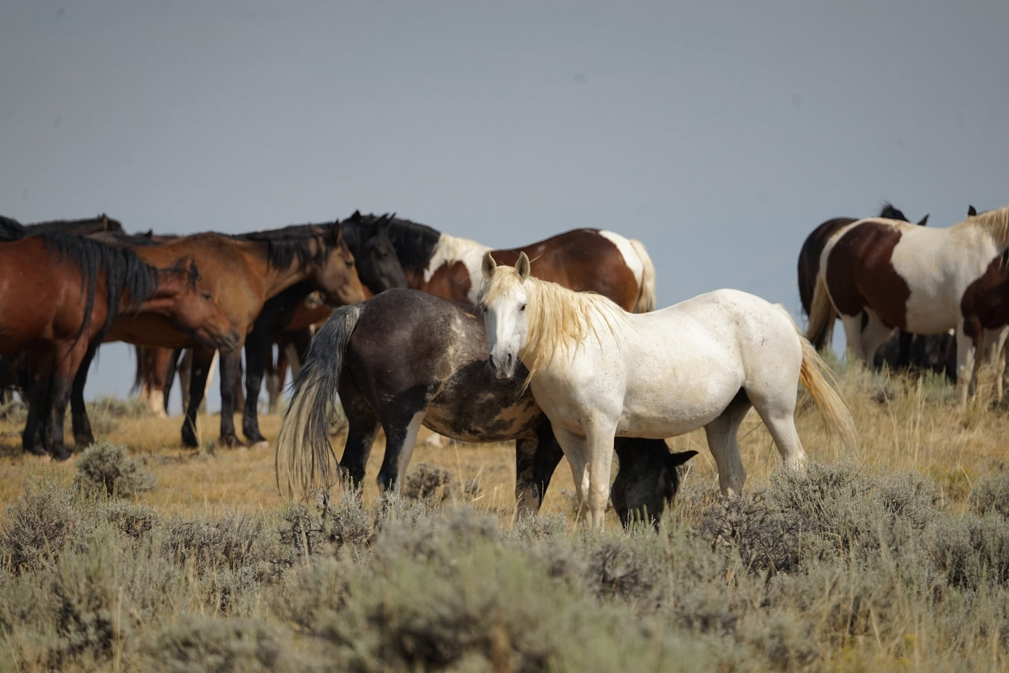 Cody Wild Mustang Tours: Red Canyon Wild Mustang Tour