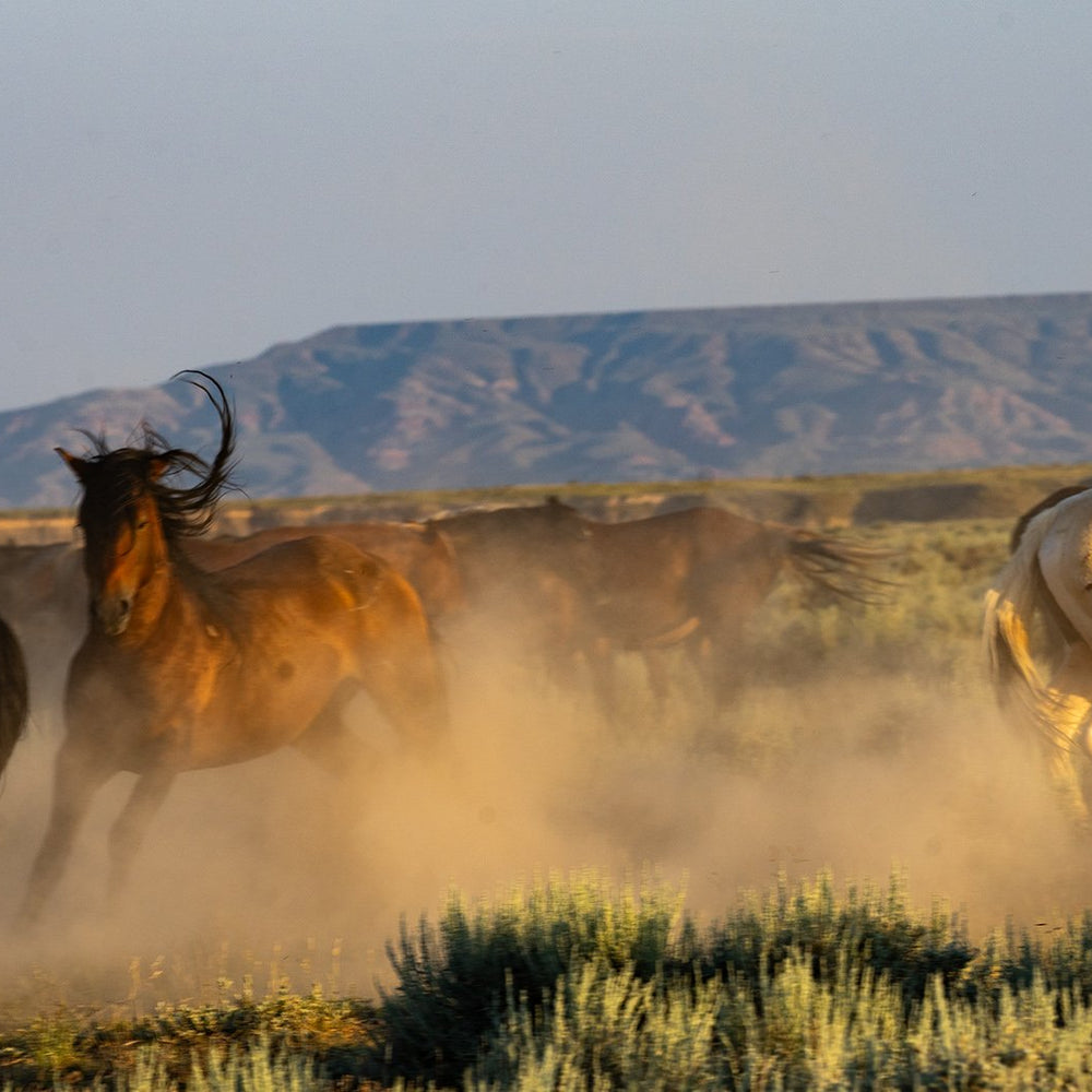 Cody Wild Mustang Tours: Red Canyon Wild Mustang Tour