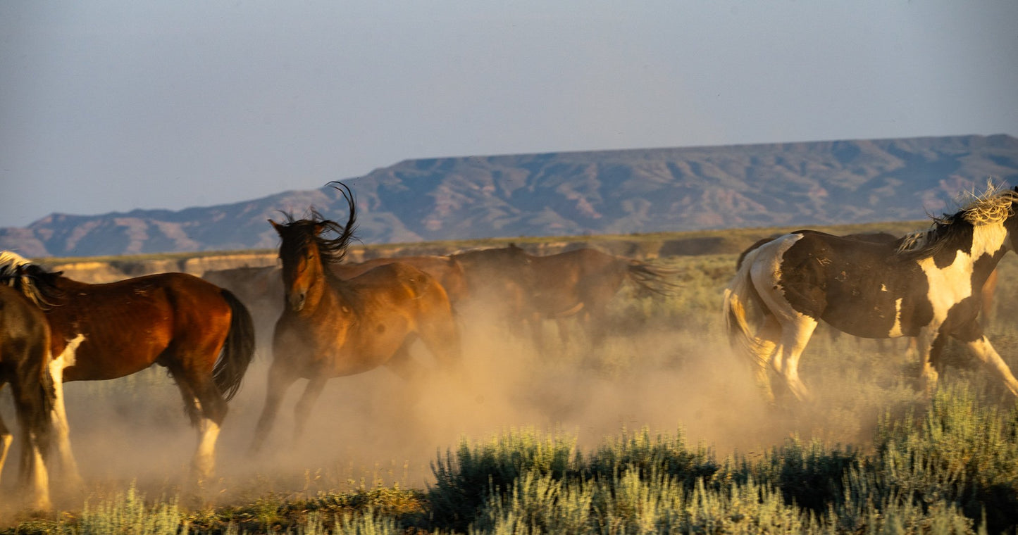 Cody Wild Mustang Tours: Red Canyon Wild Mustang Tour