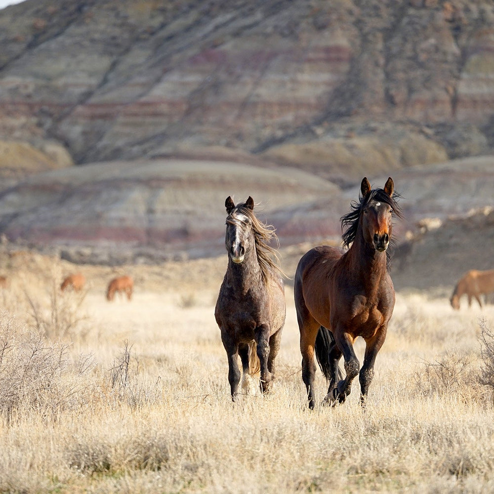 
                      
                        Cody Wild Mustang Tours: Red Canyon Wild Mustang Tour
                      
                    