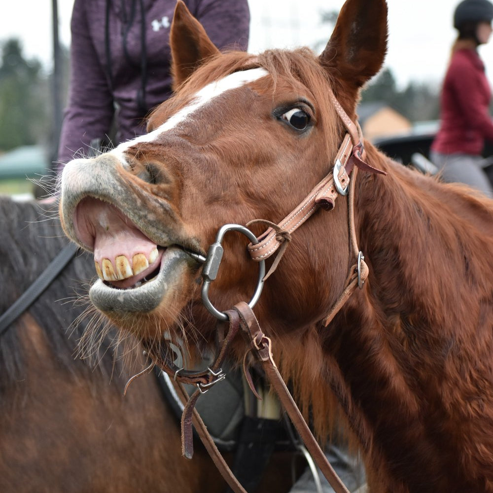 All Tacked Up