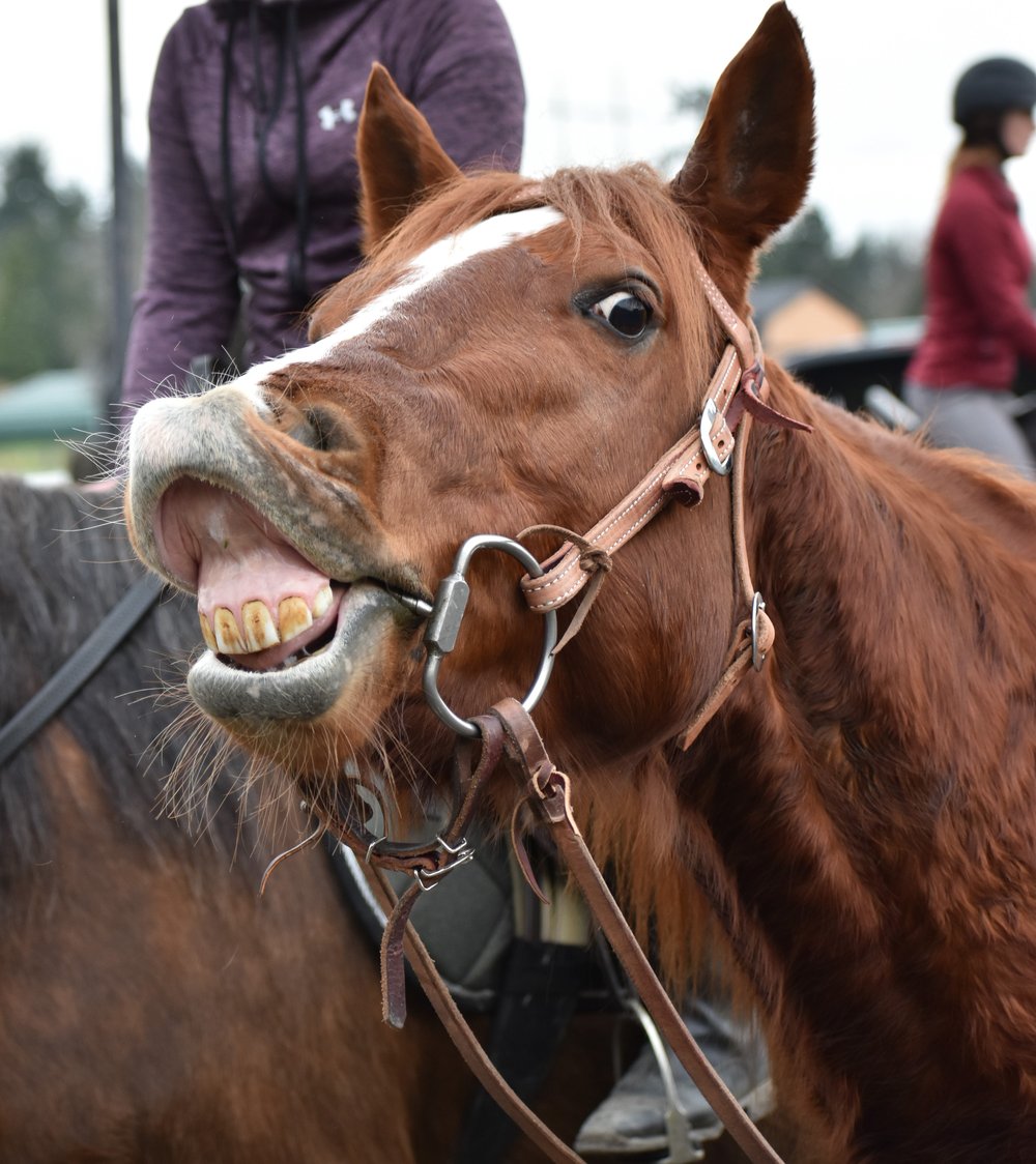 All Tacked Up