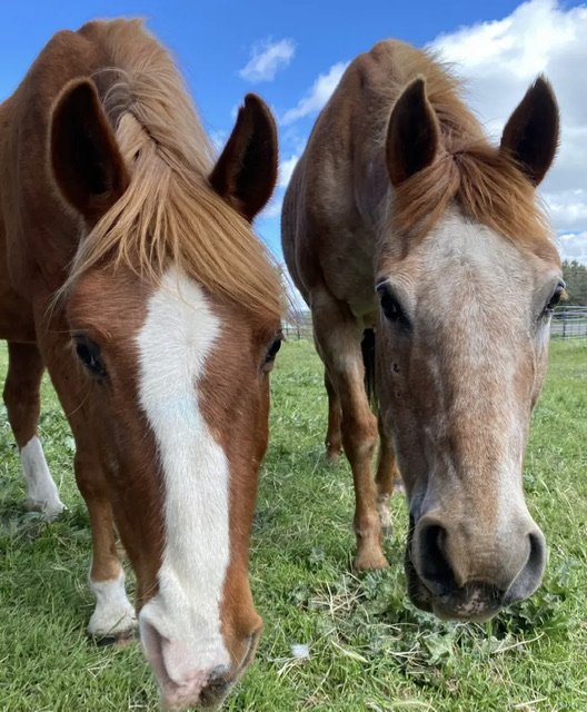 Horseback Riding at Running Y Resort