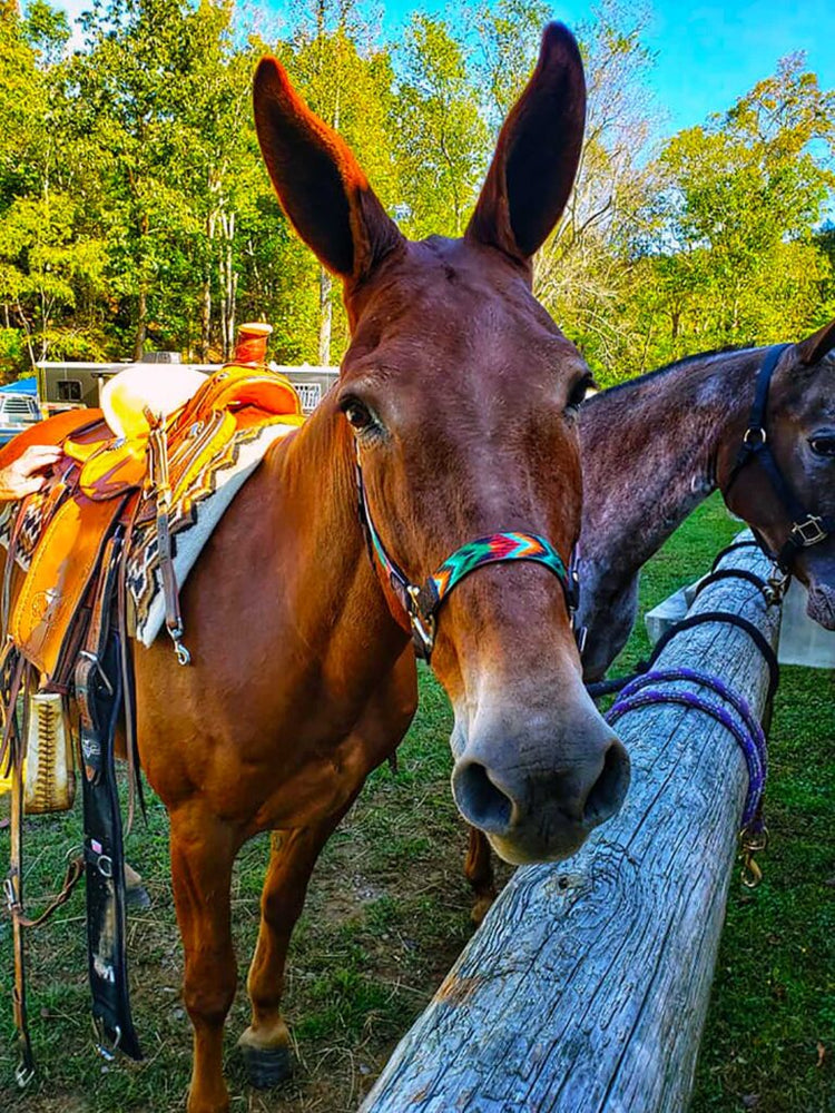 
                      
                        Iron Mountain Horse Camp
                      
                    