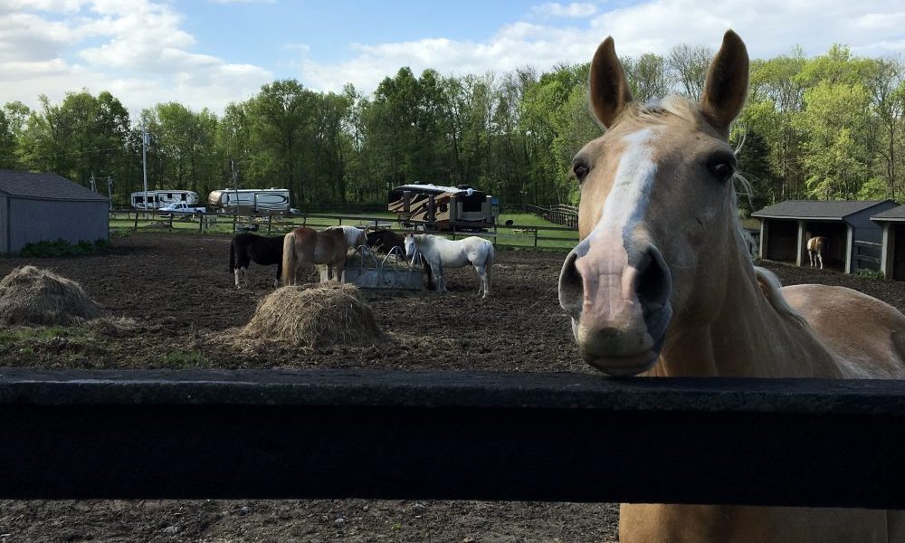 
                      
                        Artillery Ridge Campground and Horsepark
                      
                    
