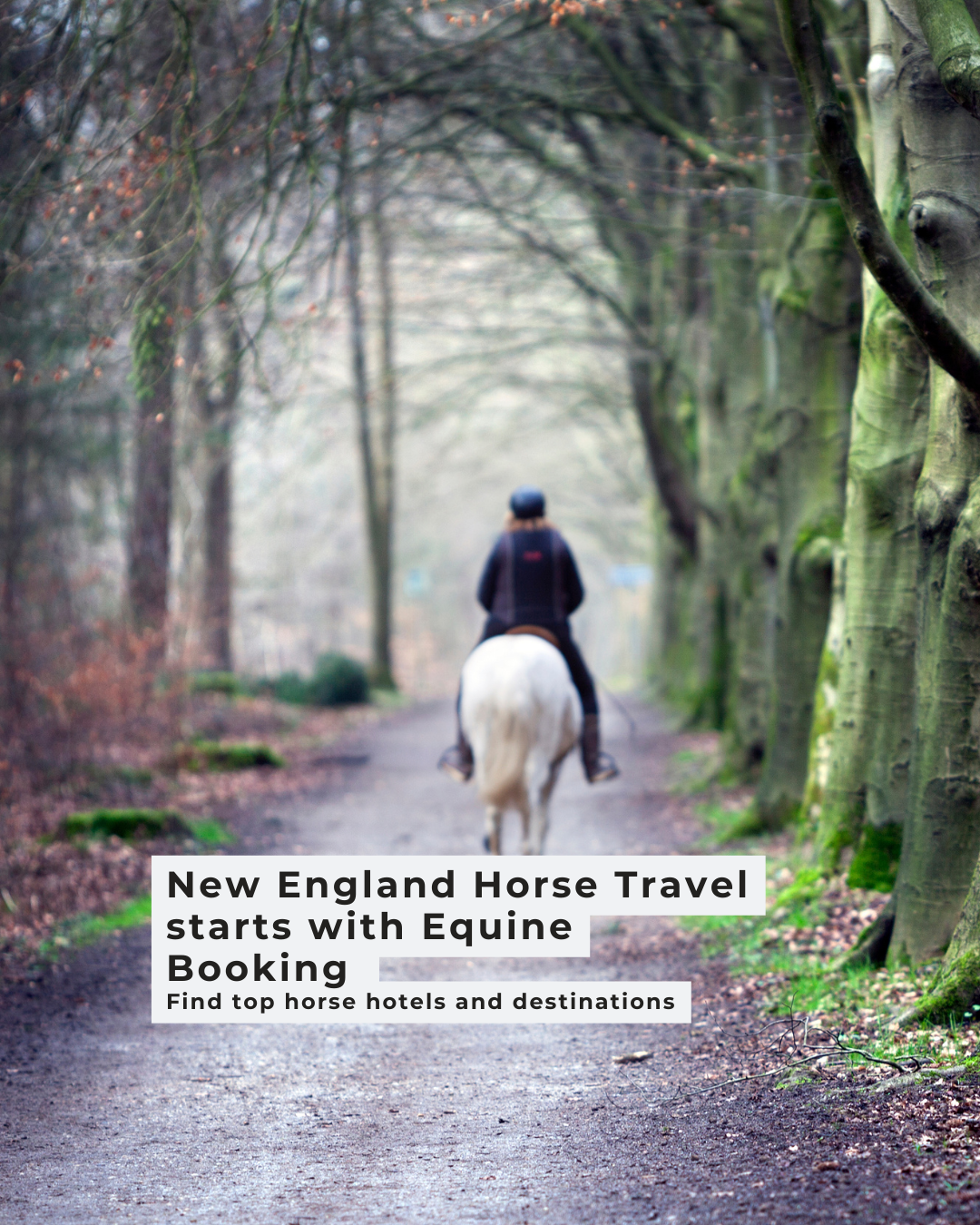 Horse travel in new england