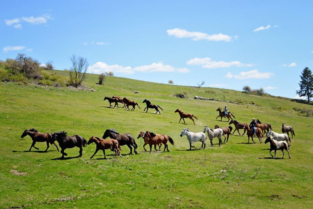 
                      
                        Bull Hill Guest Ranch
                      
                    