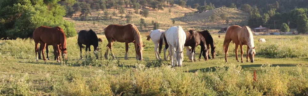 
                      
                        Rankin Ranch
                      
                    