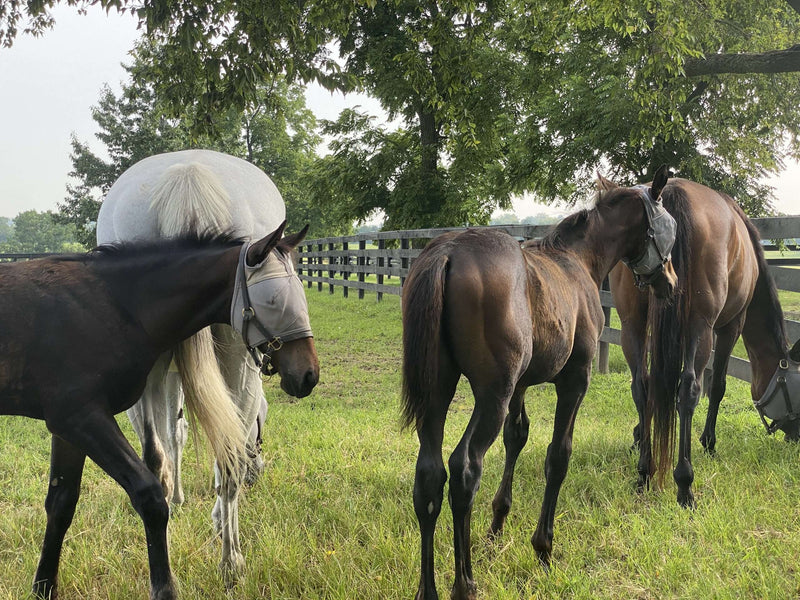 Unique Horse Farm Tour: Lexington Kentucky Horse Farms Tour