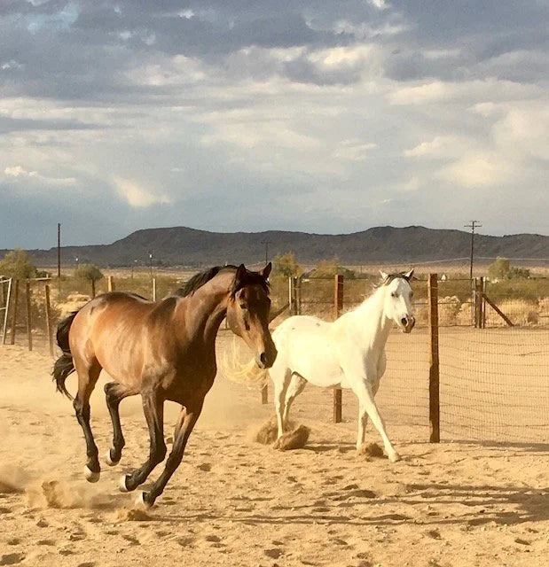 Mountain View Ranch