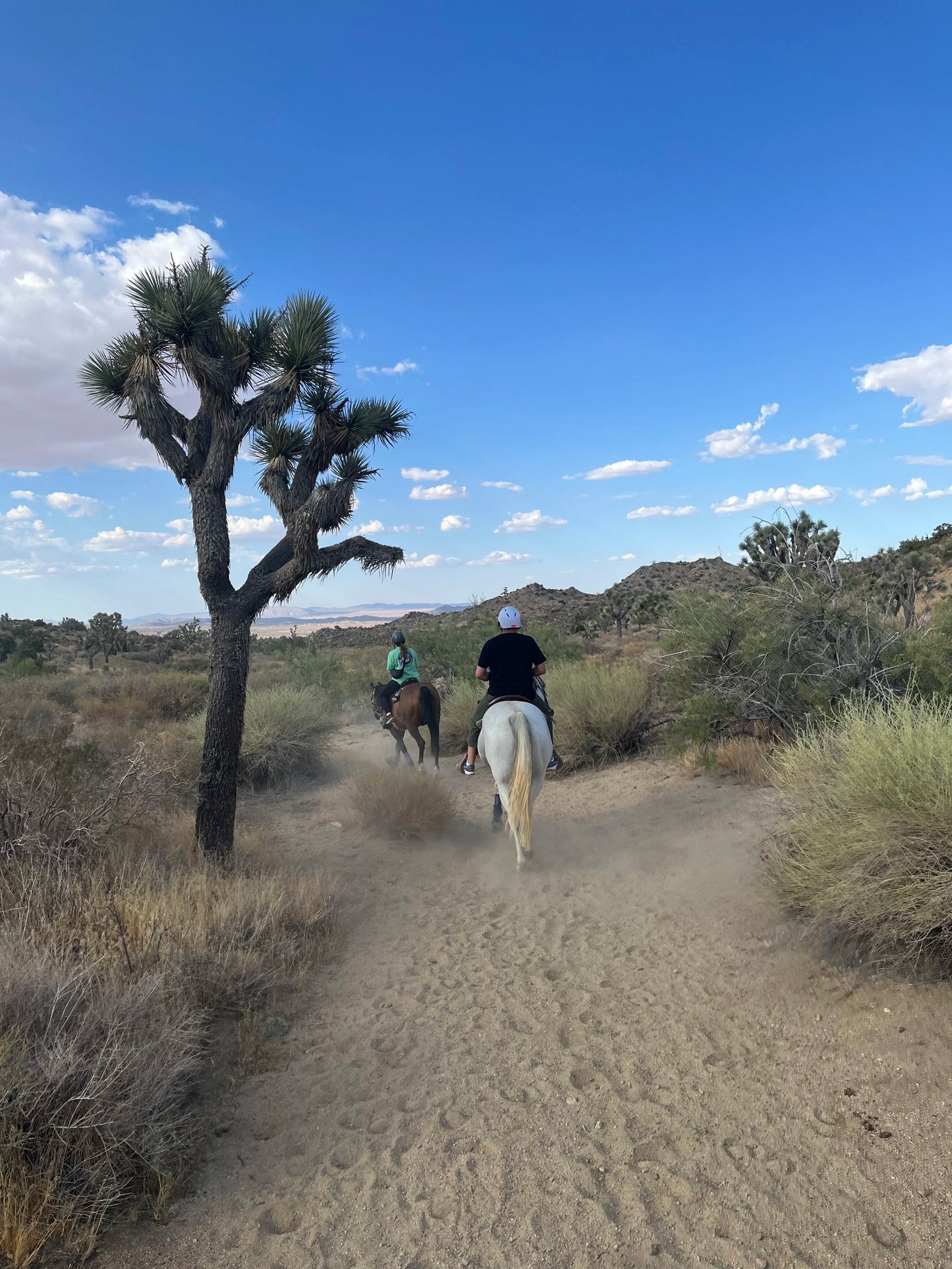 Mountain View Ranch