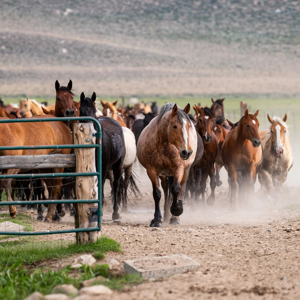 Hunewill Ranch