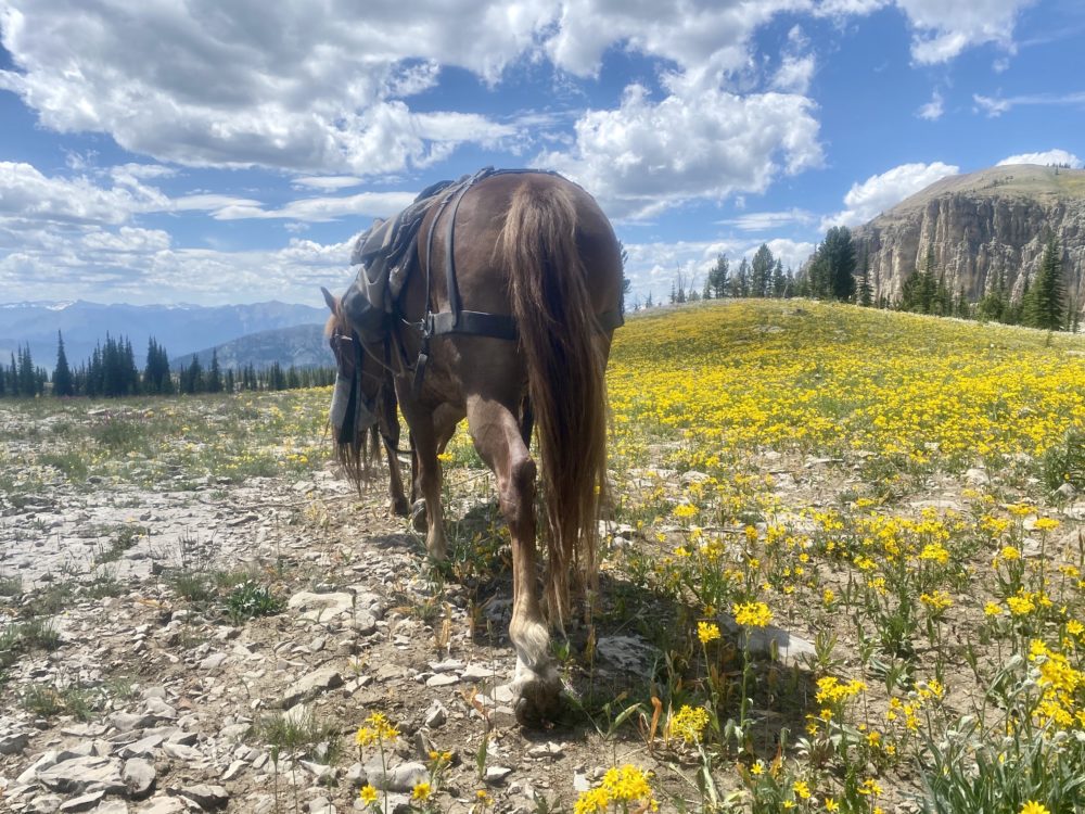 Mills Wilderness Adventures of Montana