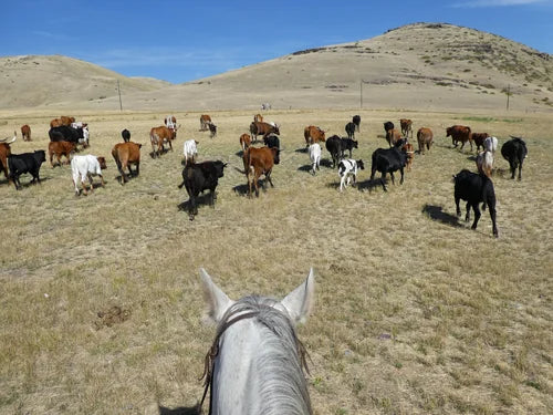 Rocking Z Guest Ranch