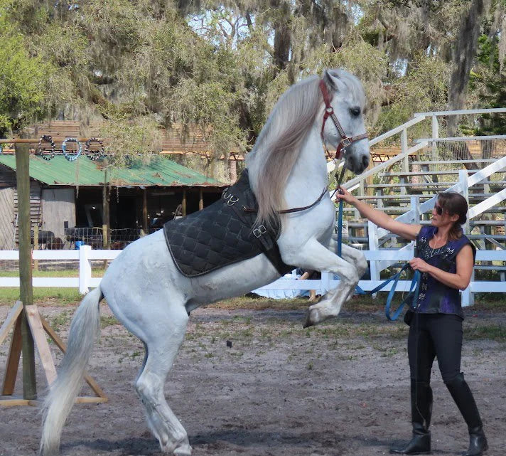 Colonel Herrmann's Royal Lipizzan Ranch