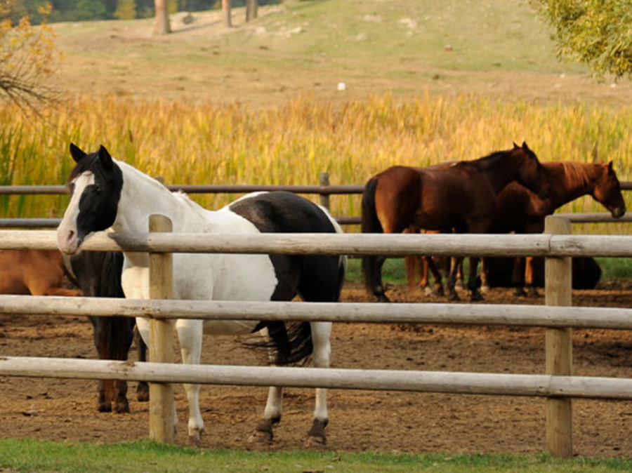 
                      
                        Bar W Guest Ranch – Whitefish, MT
                      
                    