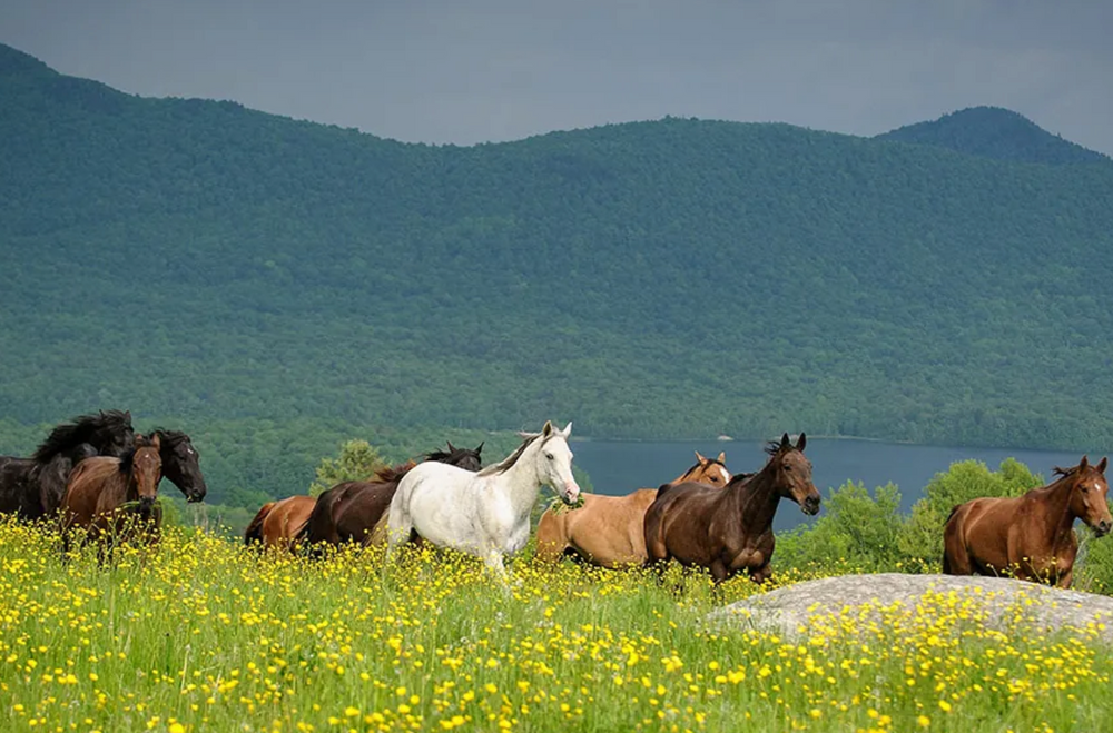 Mountain Top Resort – Chittenden, VT