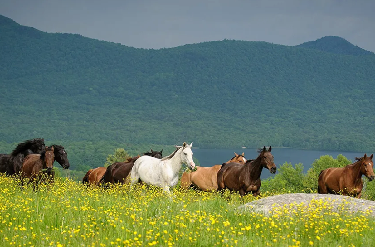 Mountain Top Resort – Chittenden, VT